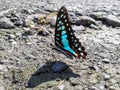Graphium doson or theÃÂ common jay butterfly